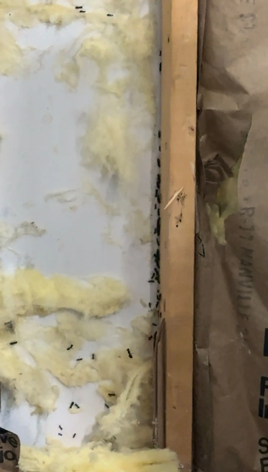 Ant activity discovered behind bathroom wall insulation during demolition