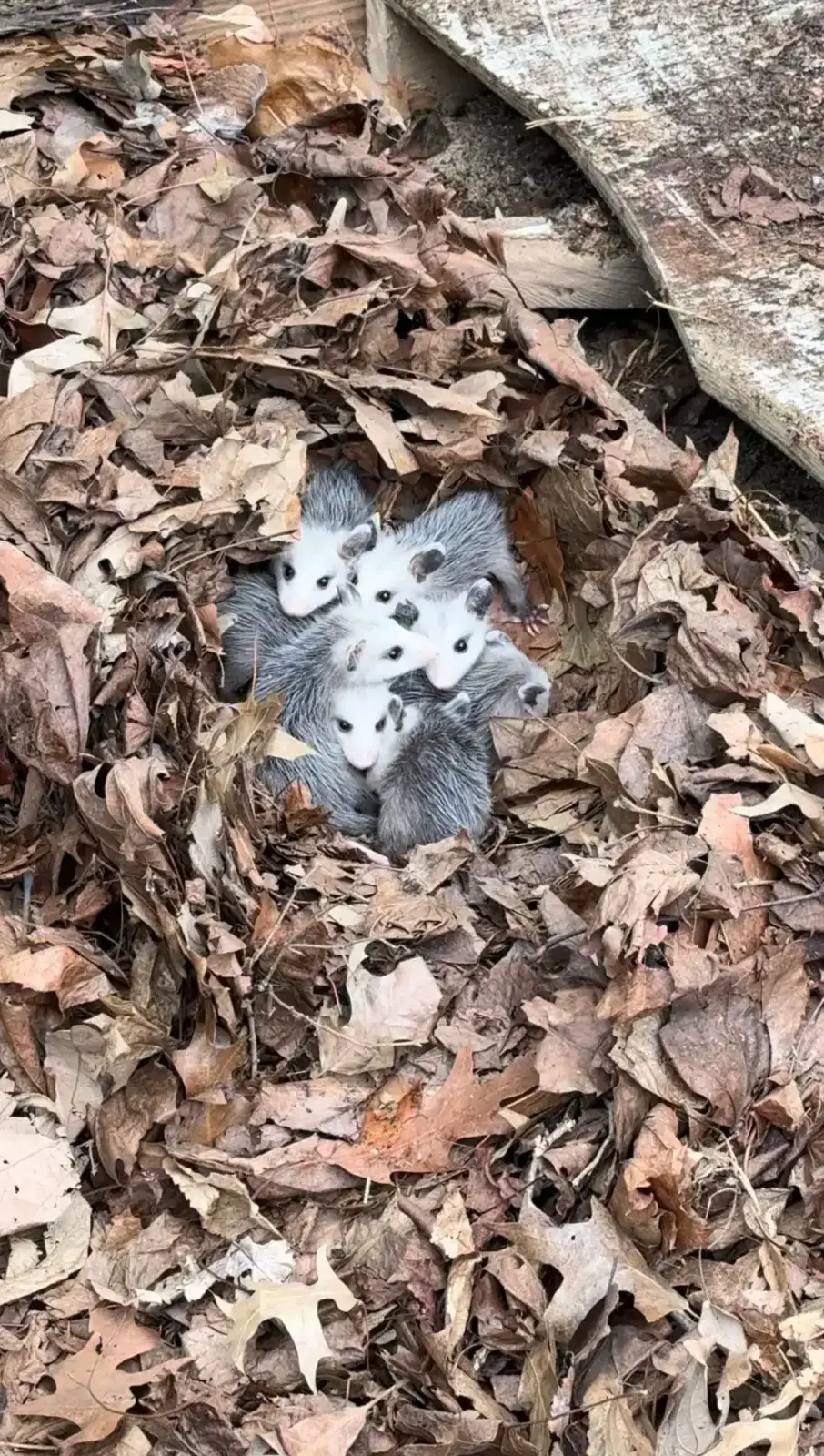 Opossum family discovered beneath wooden shed foundation during demolition